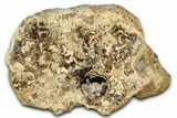 Polished Fossil Stromatolite Colony on Petrified Wood - Utah #365910-1